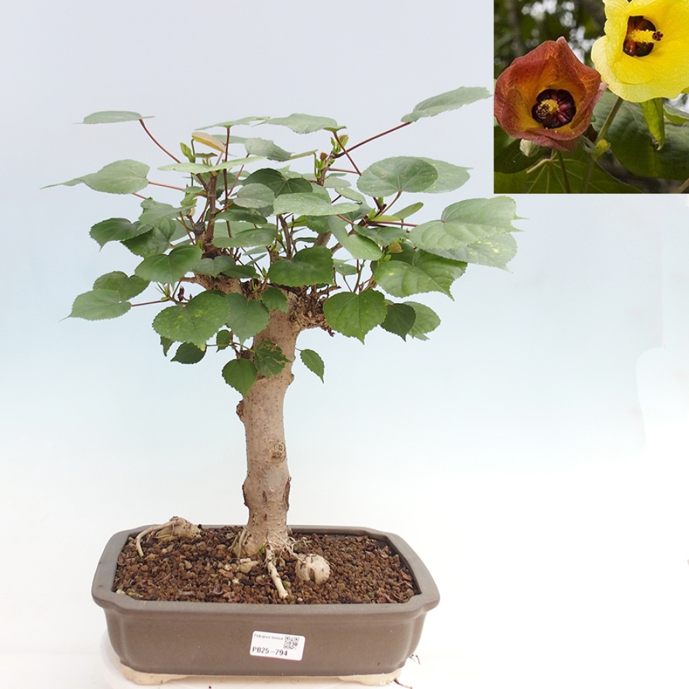 Bonsai voor binnen - Hibiscus tiliaceus - Zee Hibiscus