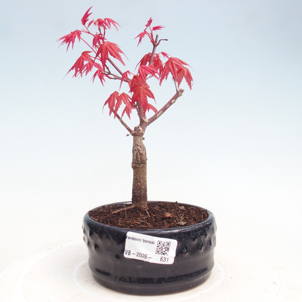 Bonsai voor buiten - Acer palmatum DESHOJO
