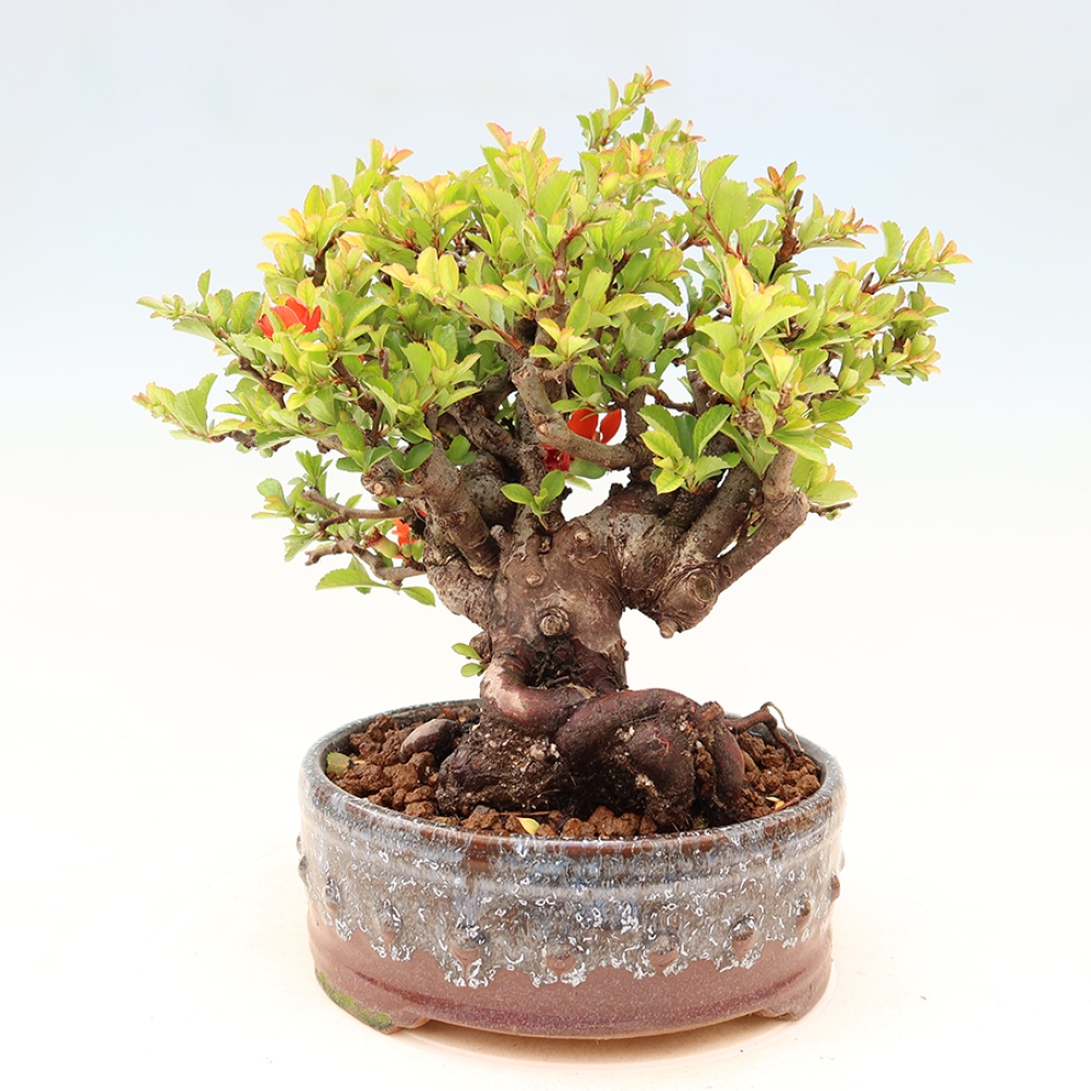 Bonsai voor buiten - Chaneomeles speciosa Chojubai