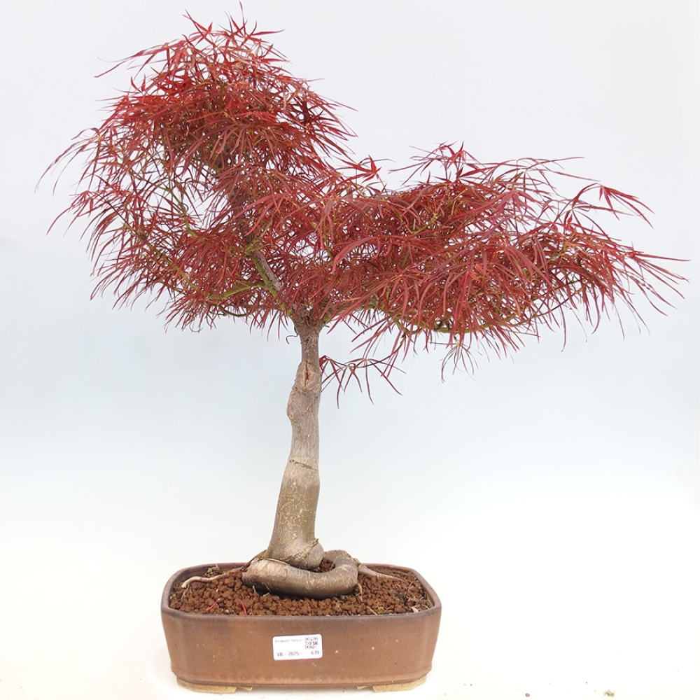 Bonsai voor buiten - Acer palmatum RED PYGMY