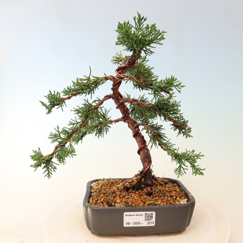 Bonsai voor buiten - Juniperus chinensis Kishu