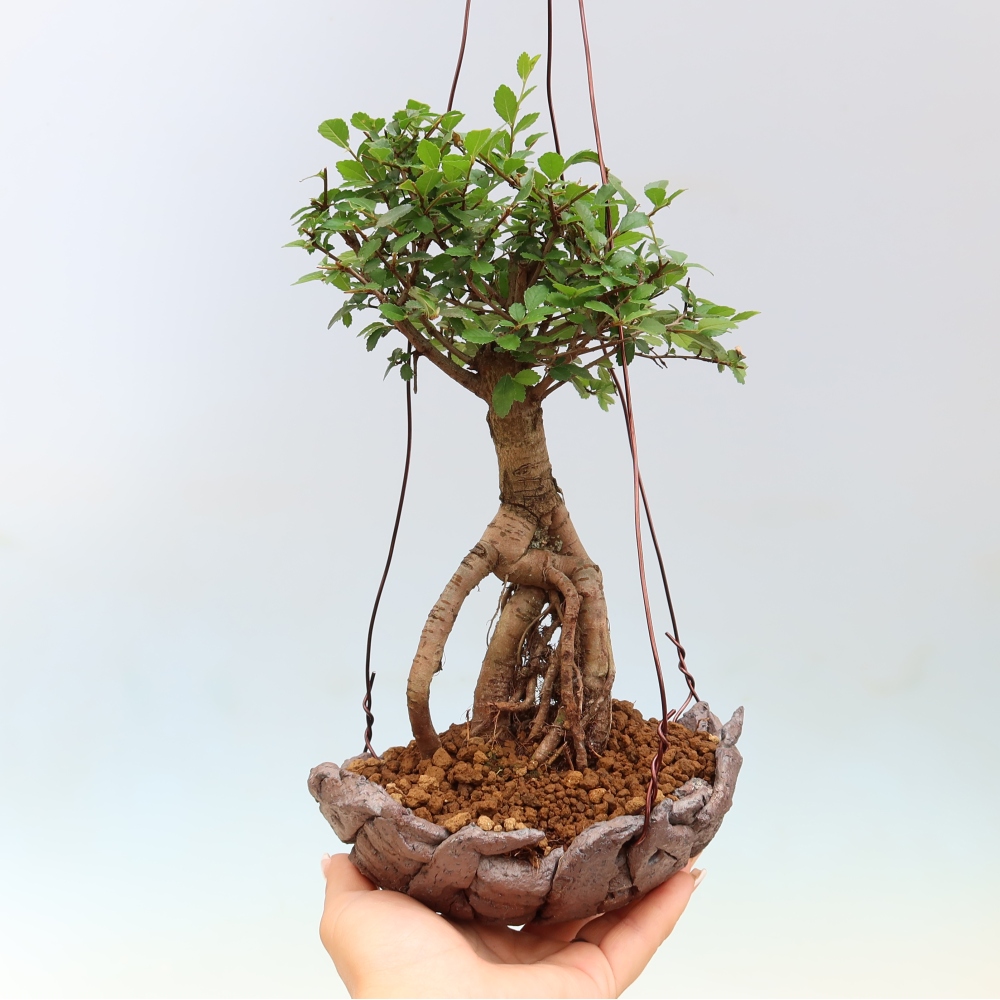 Kokedama in keramiek -Ulmus parvifolia- kleinbladige iep