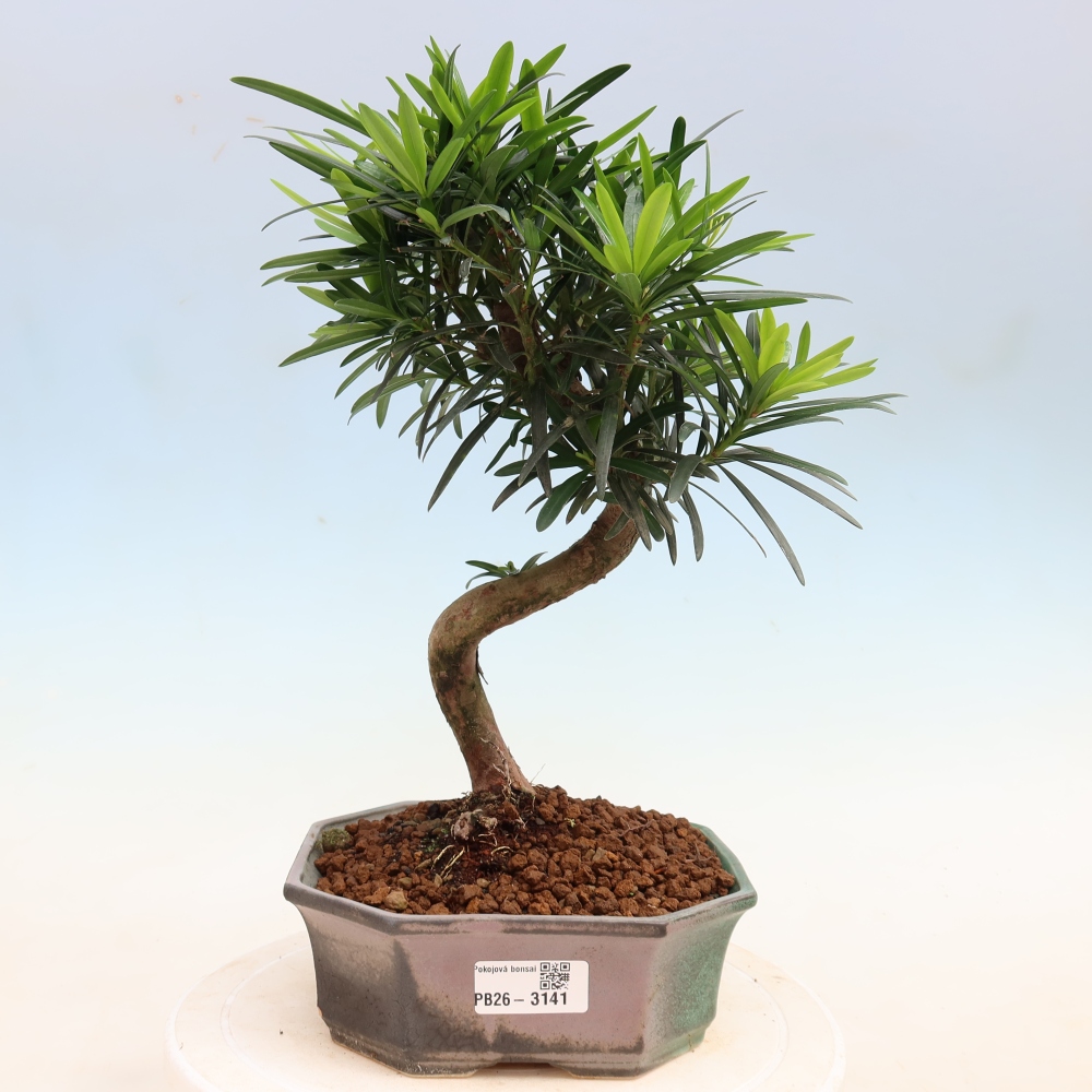 Kamerbonsai - Podocarpus - Taxus