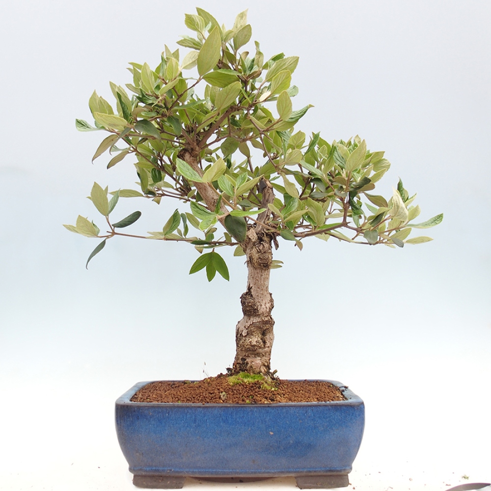Bonsai voor buiten - Kalina Bodnanská - Viburum carlesii hemsi