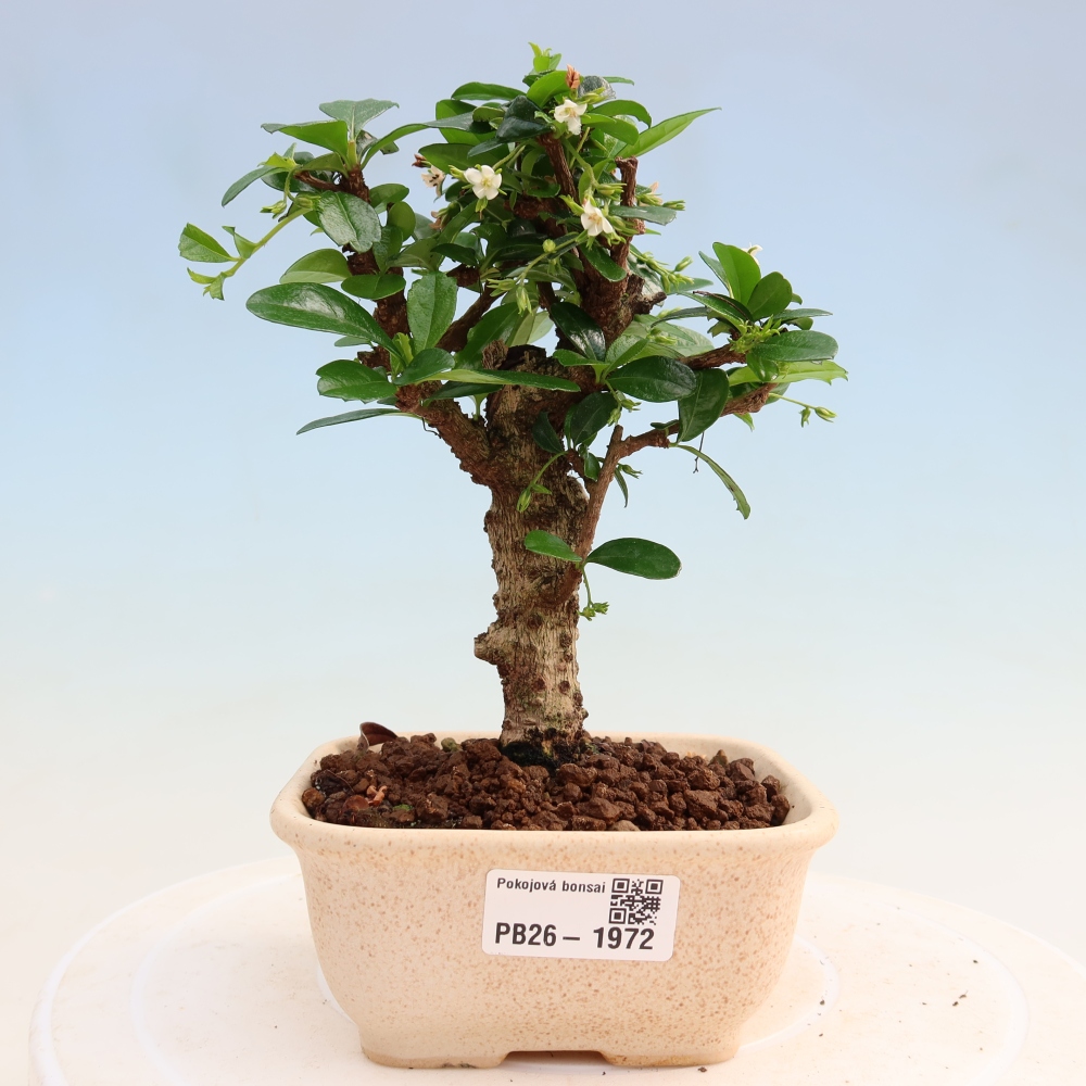 Kamerbonsai - Carmona macrophylla - Thee fuki