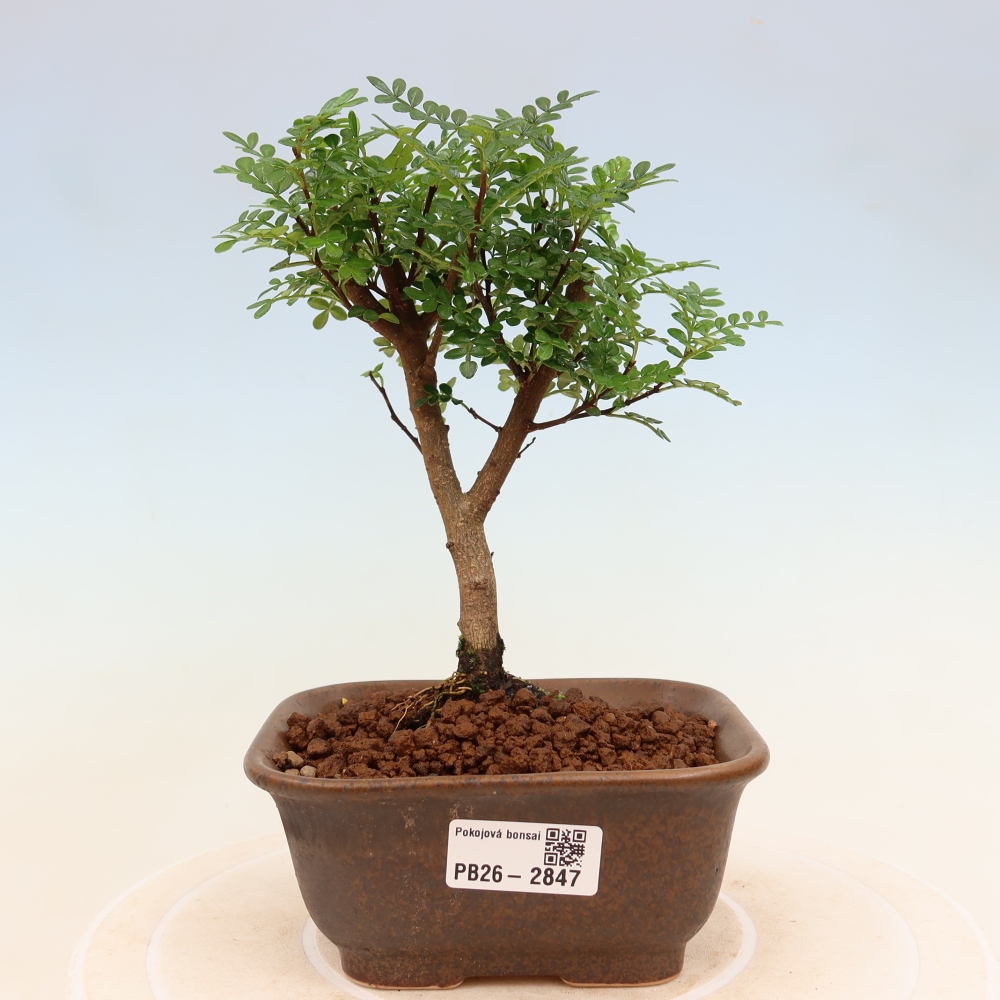 Kamerbonsai - Zantoxylum piperitum - peperboom