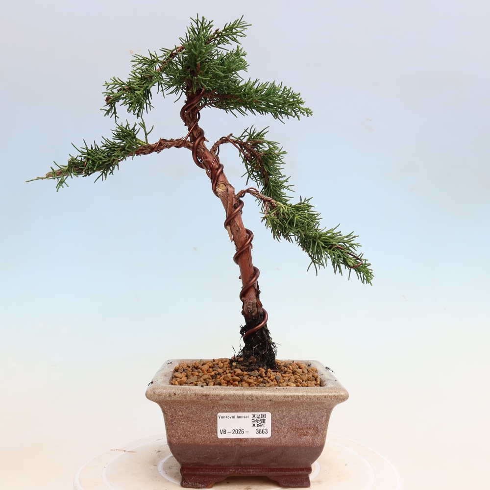 Bonsai voor buiten - Juniperus chinensis Kishu