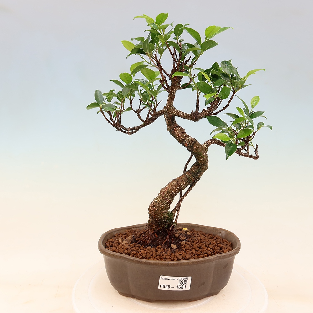 Kamerbonsai - Ficus retusa - kleinbladige ficus