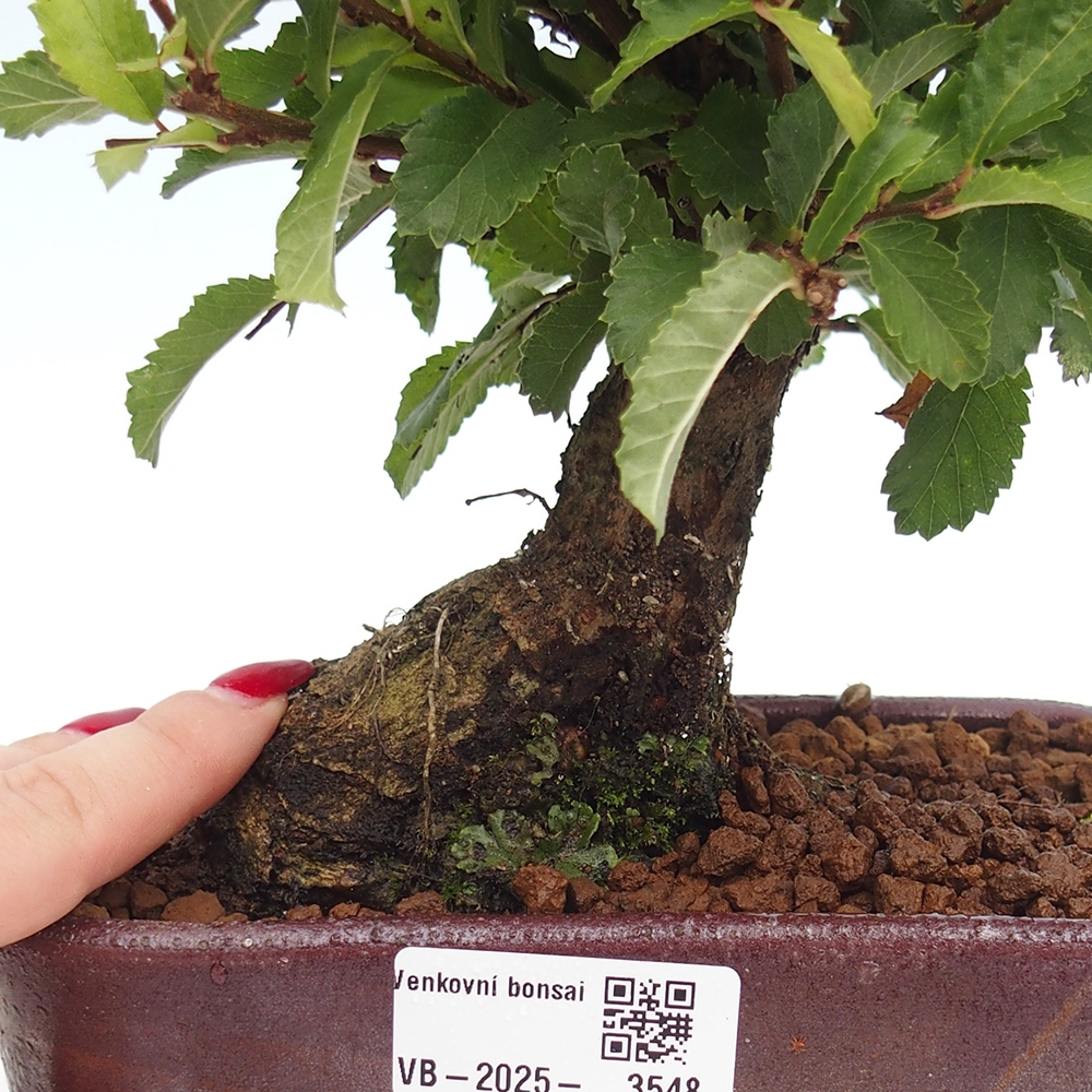 Bonsai voor buiten - Zelkova - Zelkova NIRE