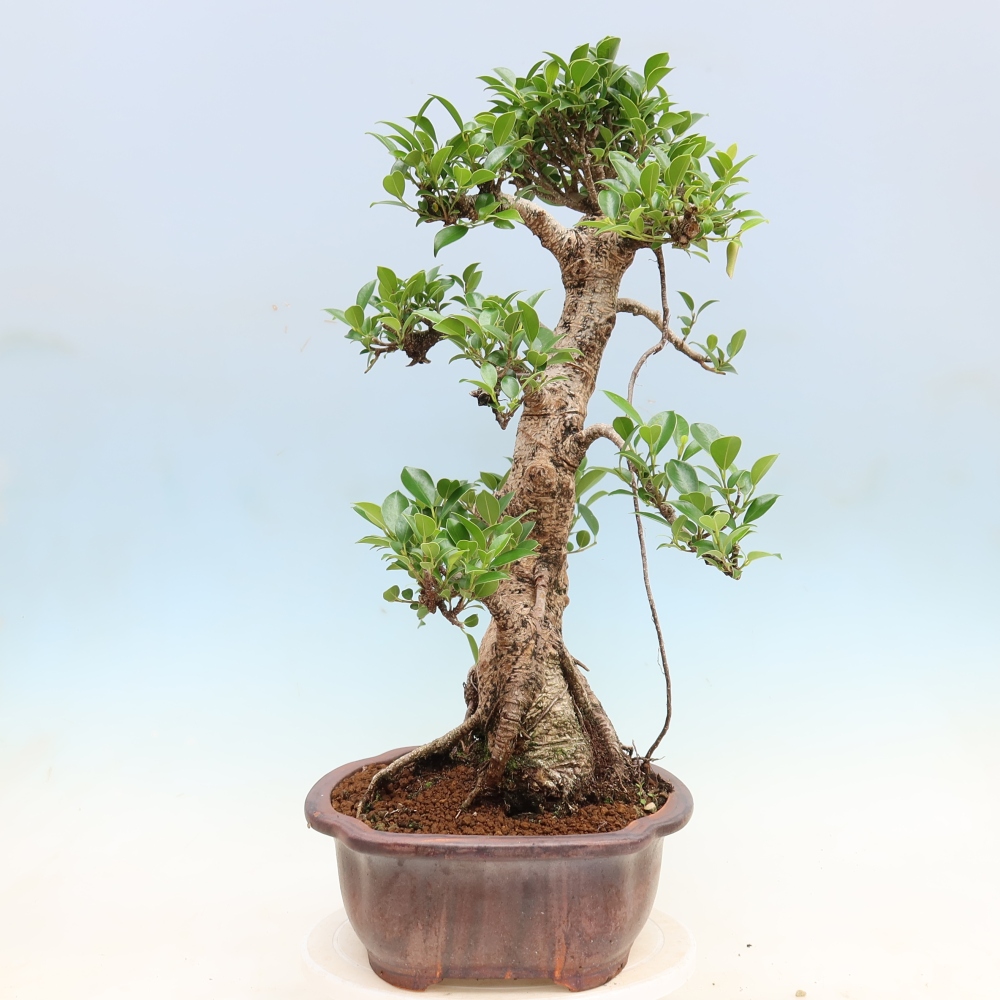 Kamerbonsai - Ficus kimmen - kleinbladige ficus