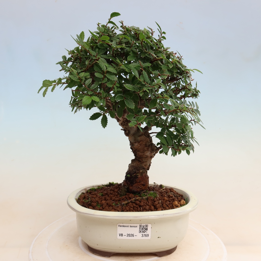Bonsai voor buiten - Zelkova - Zelkova NIRE