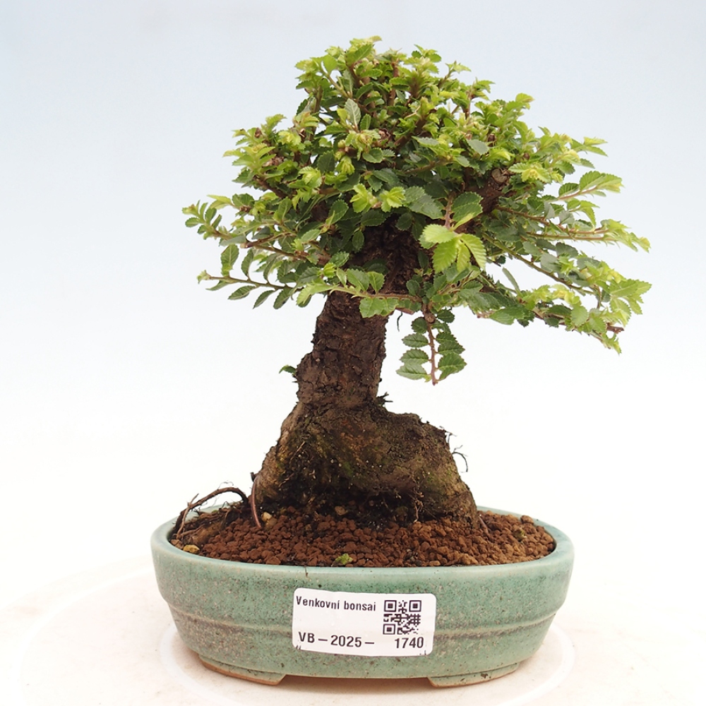 Bonsai voor buiten - Ulmus parvifolia Hokkaido - Chinese iep