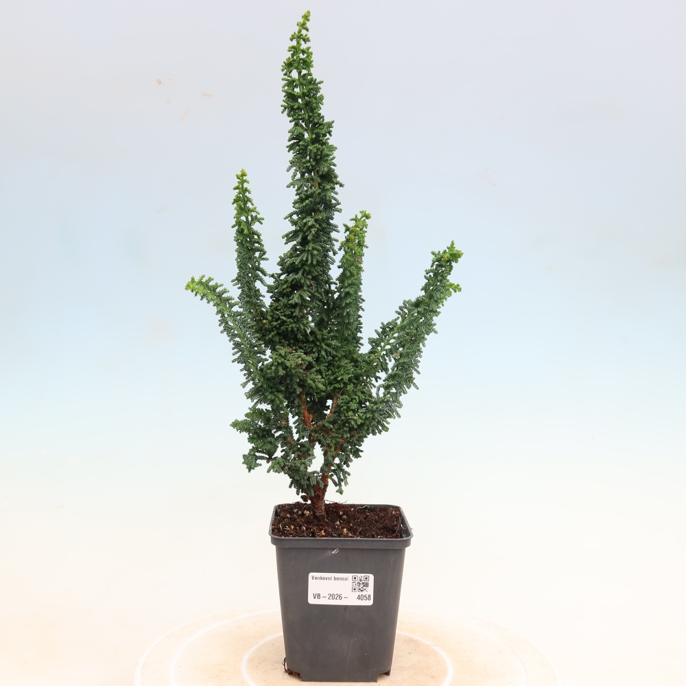 Bonsai voor buiten - Cham. obtusa SEKKA HINOKI - Cipres