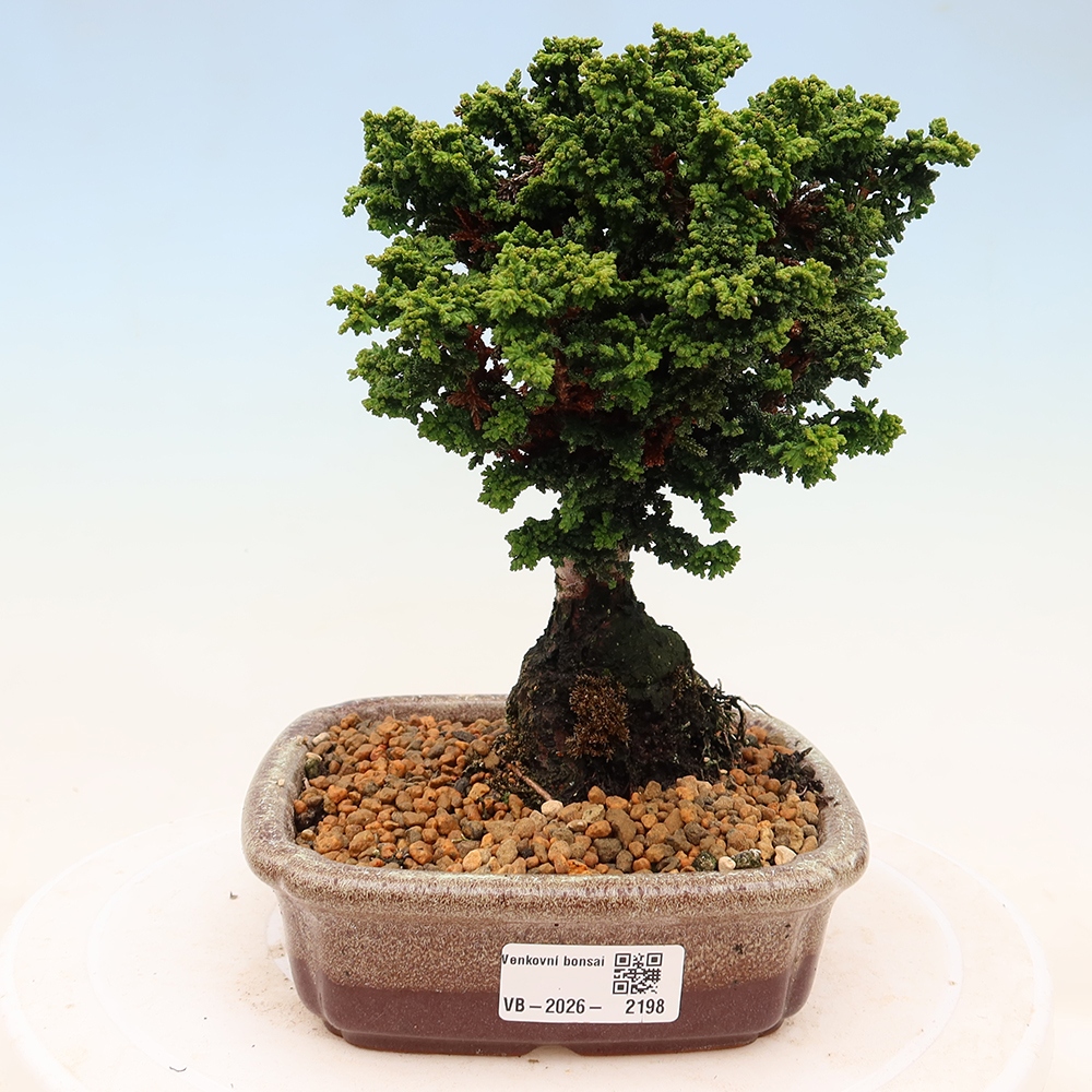 Bonsai voor buiten - Cham. obtusa SEKKA HINOKI - Cipres