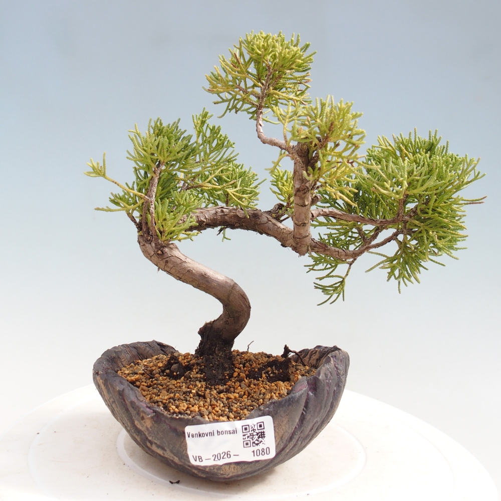 Bonsai voor buiten - Juniperus chinensis Kishu