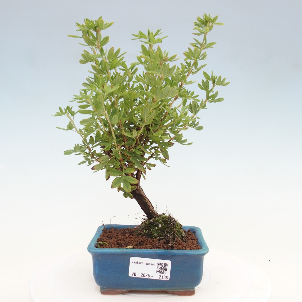 Bonsai voor buiten - Potentila fruticosa gele vogel