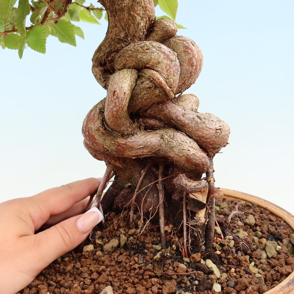 Bonsai voor buiten -Carpinus Coreana - Koreaanse haagbeuk