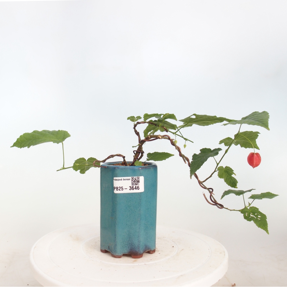 Bonsai voor binnen - Abutilon Big Bell - Cloudberry