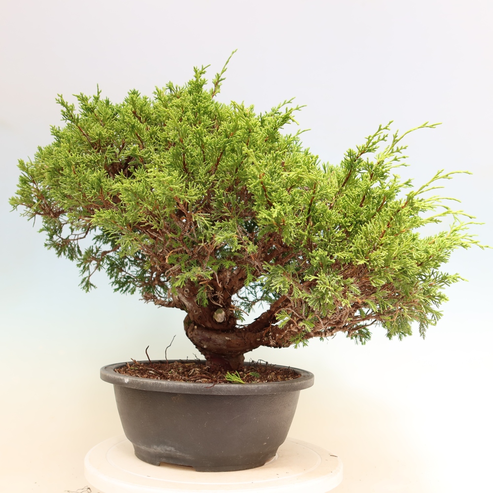 Bonsai voor buiten - Juniperus chinensis Itoigawa-Juniperus chinensis