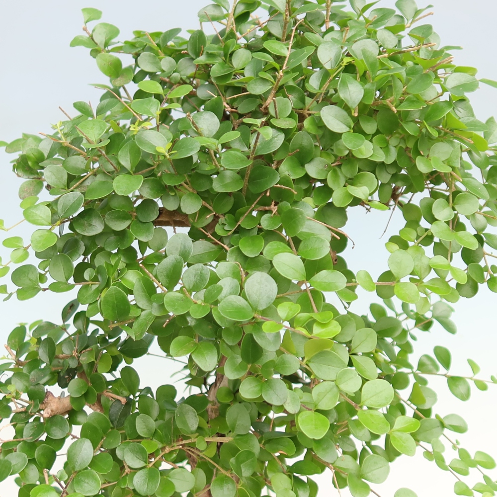 Kamerbonsai -Ligustrum retusa - kleinbladige vogelbek