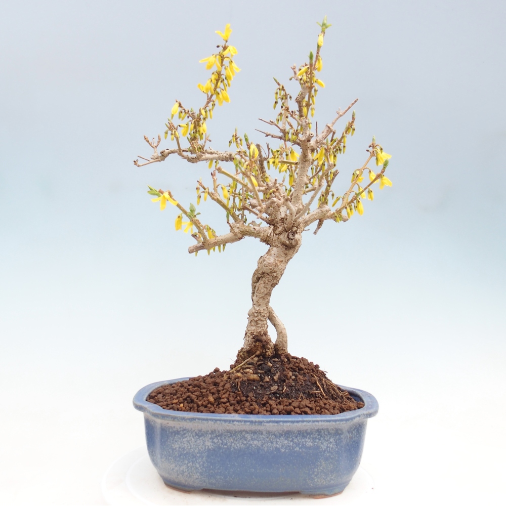 Bonsai voor buiten - Zlatice - Forsythia koreana