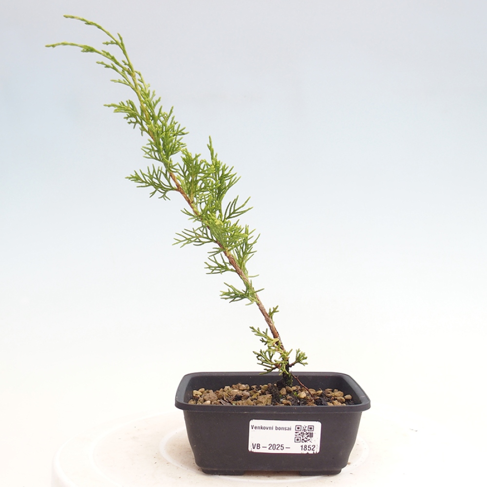 Bonsai voor buiten - Juniperus chinensis Itoigawa