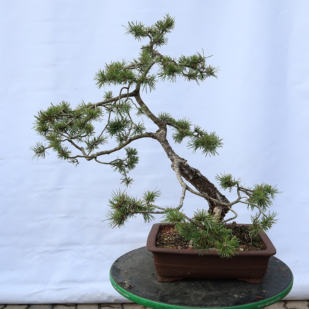 Pinus sylvestris Spanje - grove den
