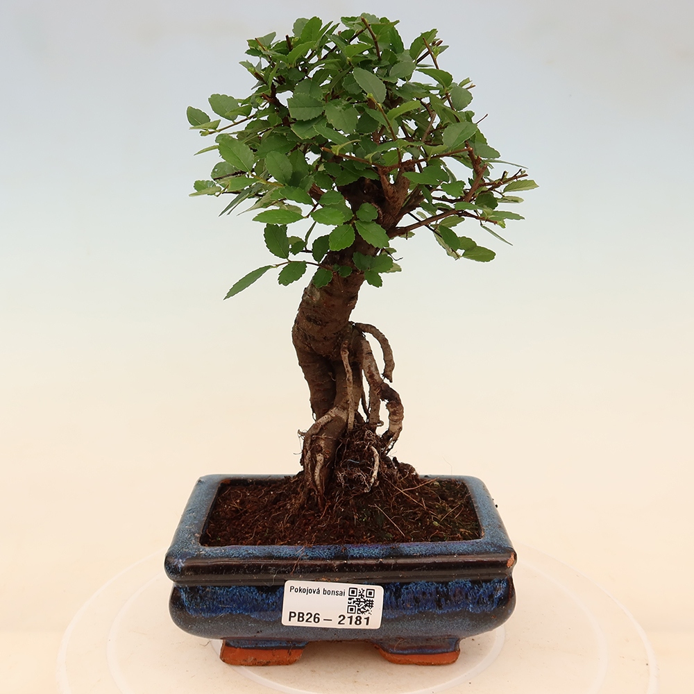 Kamerbonsai - Ulmus parvifolia - Winteriep