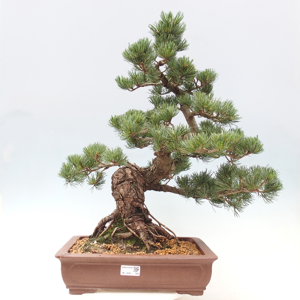 Bonsai voor buiten - Pinus parviflora - Pinus parviflora
