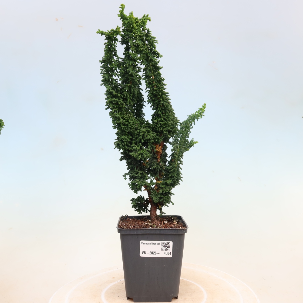 Bonsai voor buiten - Cham. obtusa SEKKA HINOKI - Cipres