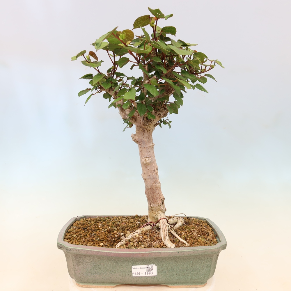 Bonsai voor binnen - Hibiscus tiliaceus - Zee Hibiscus