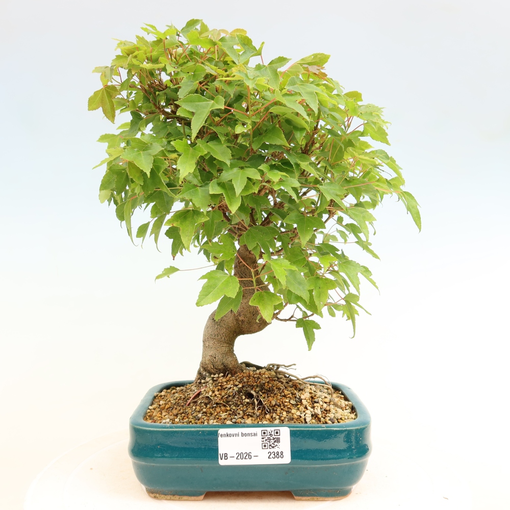 Bonsai voor buiten - Esdoorn Burger - Acer Burgerianum