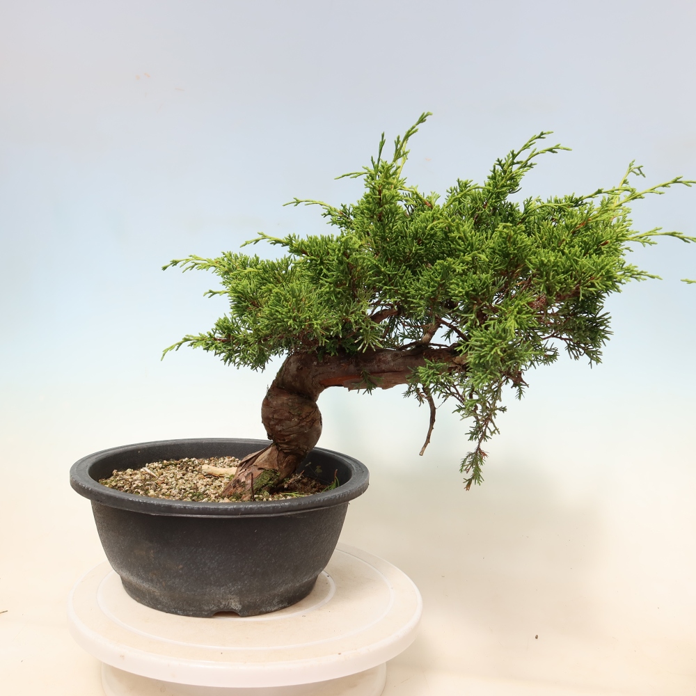 Bonsai voor buiten - Juniperus chinensis Itoigawa-Juniperus chinensis