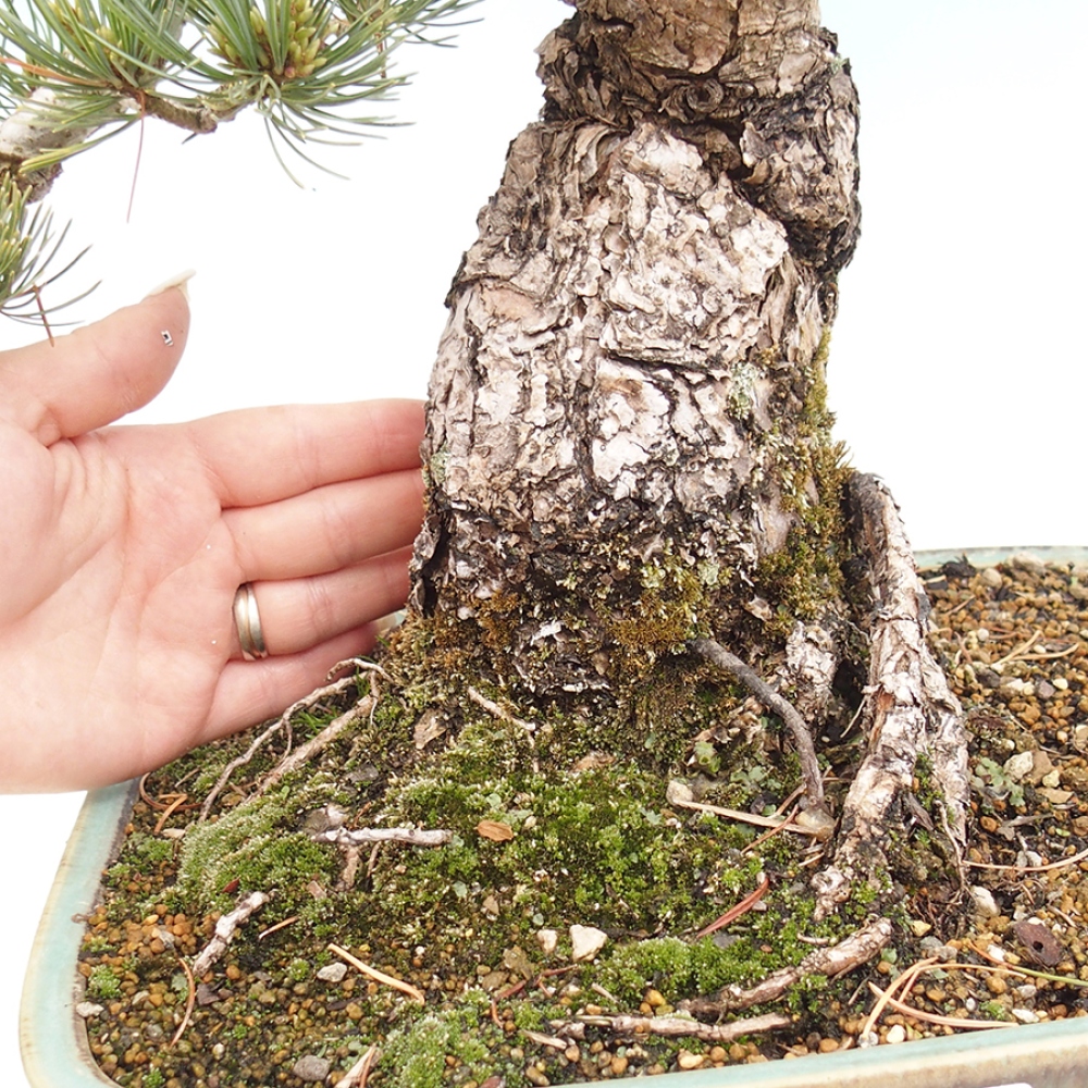 Bonsai voor buiten - Pinus parviflora - Pinus parviflora