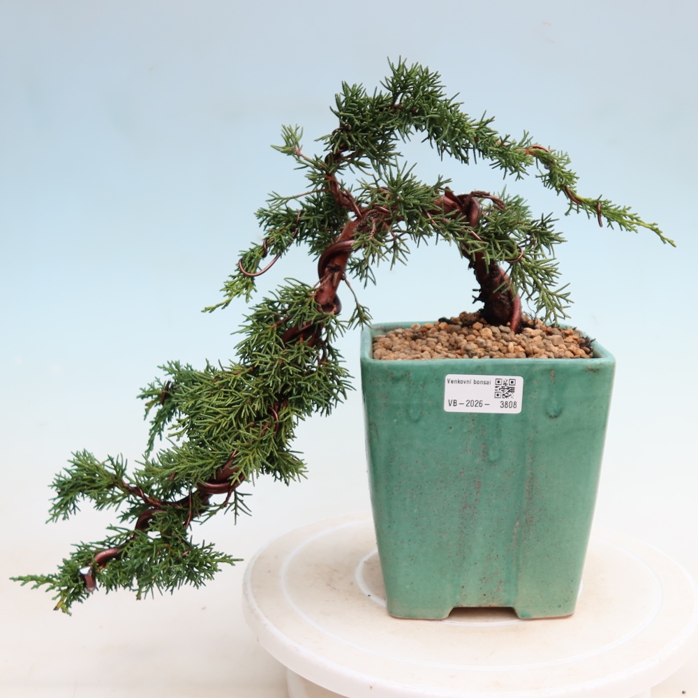 Bonsai voor buiten - Juniperus chinensis Kishu
