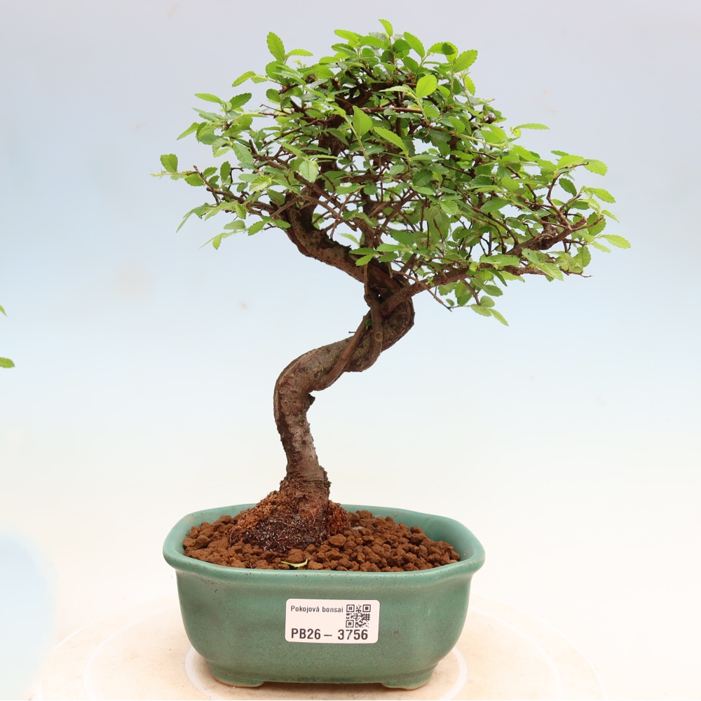 Kamerbonsai - Ulmus parvifolia - Winteriep