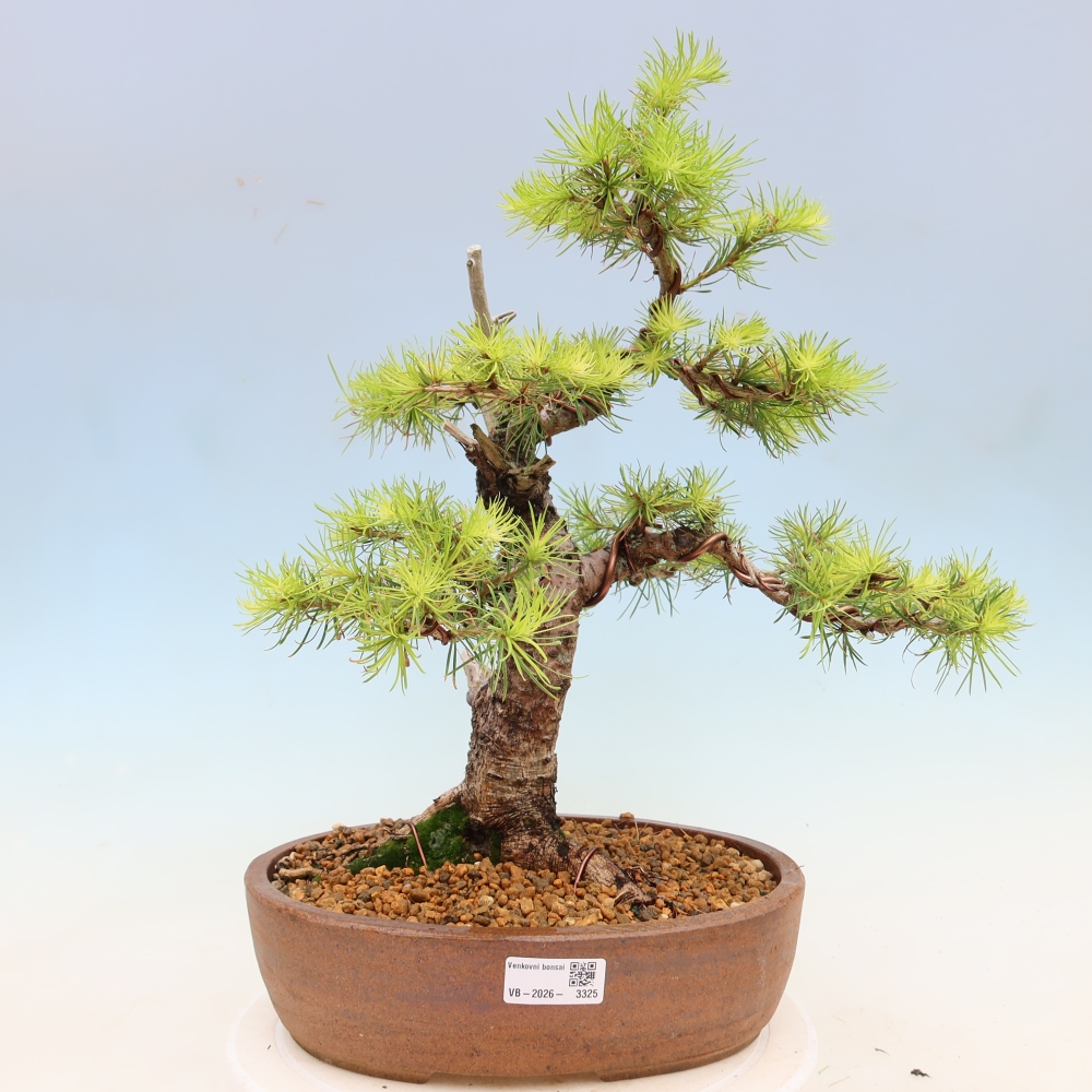 Bonsai voor buiten -Larix decidua - Lariks