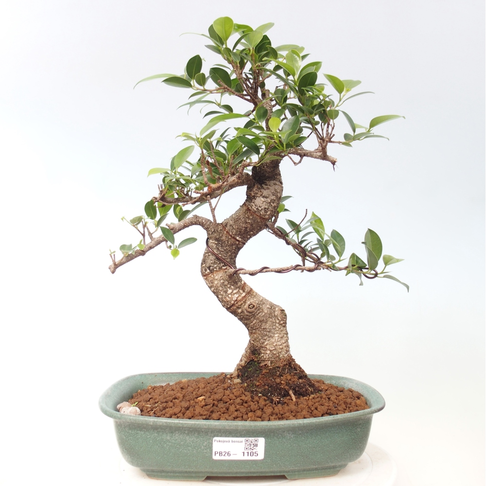 Kamerbonsai - Ficus kimmen - kleinbladige ficus