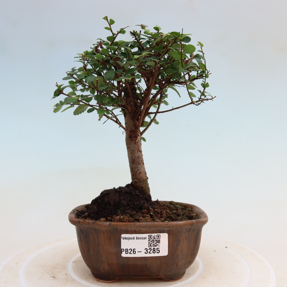 Kamerbonsai - Ulmus parvifolia - Winteriep