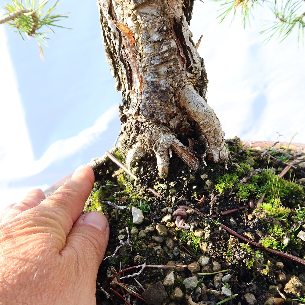 Pinus sylvestris Spanje - grove den