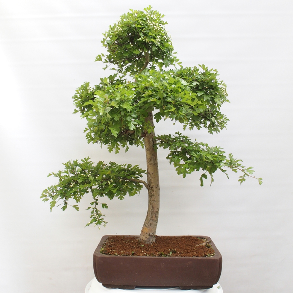 Bonsai voor buiten - Meidoorn - Crataegus monogyna