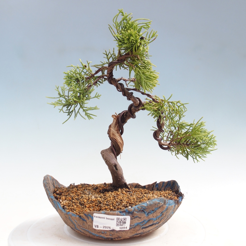 Bonsai voor buiten - Juniperus chinensis Kishu