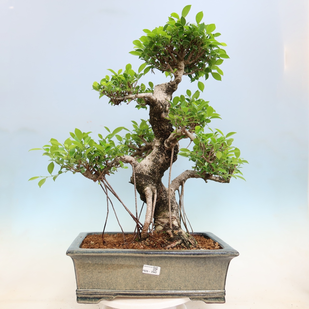 Kamerbonsai - Ficus kimmen - kleinbladige ficus