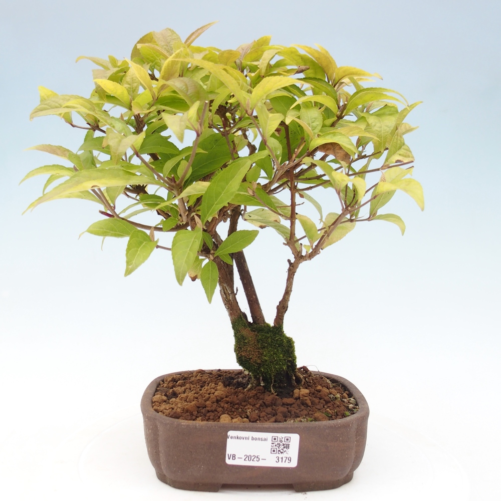 Bonsai voor buiten - Callicarpa japonica