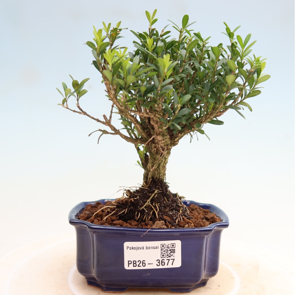 Kamerbonsai - Buxus harlandii - kurk buxus