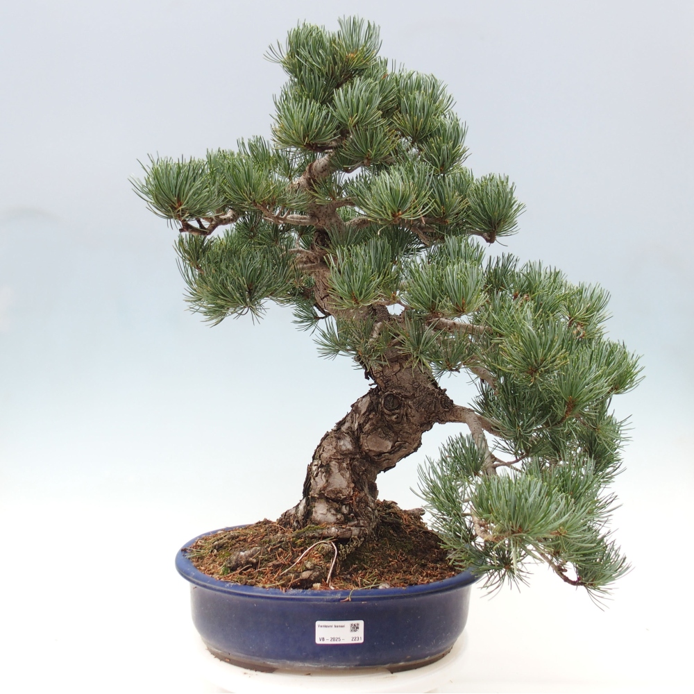 Bonsai voor buiten - Pinus parviflora - Pinus parviflora