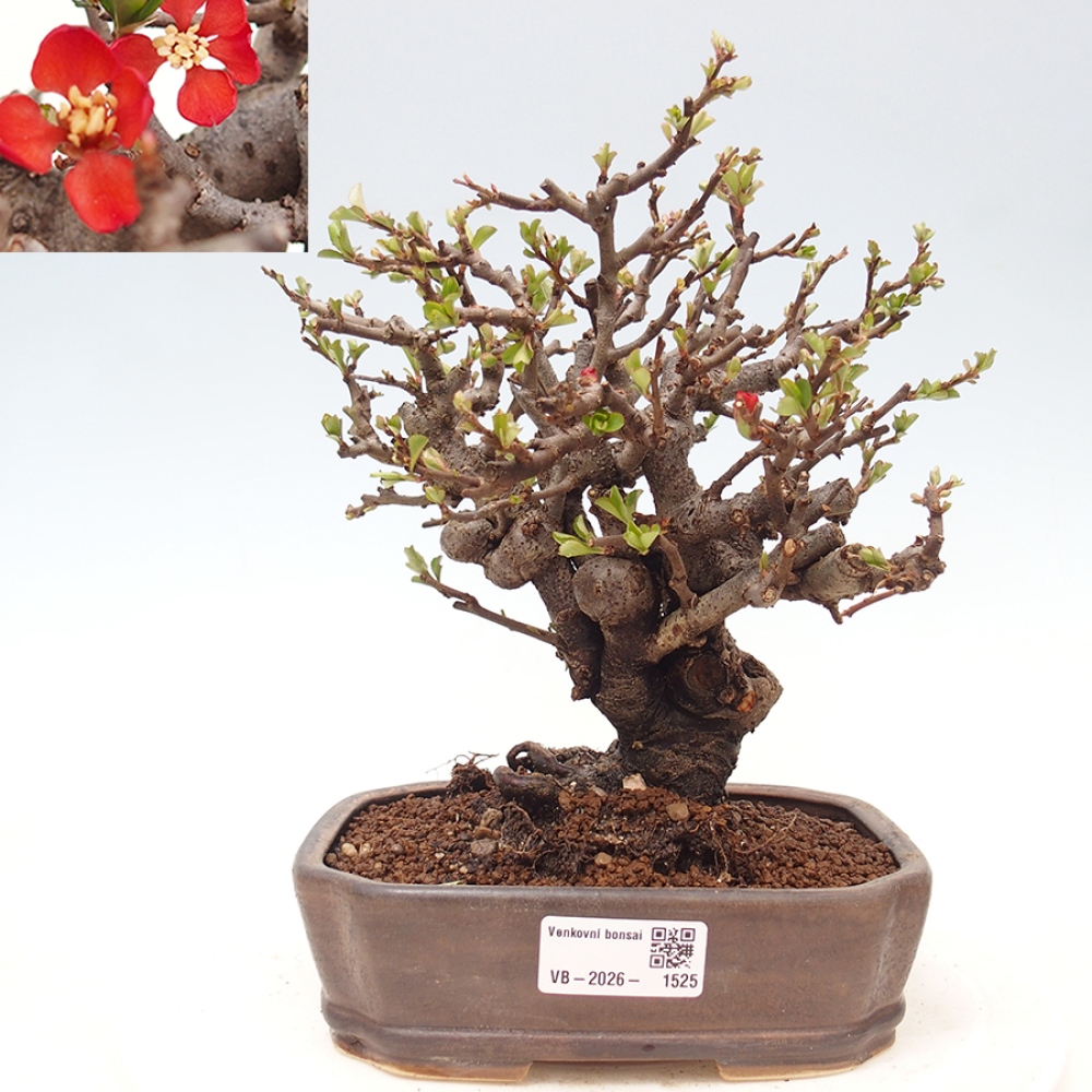 Bonsai voor buiten - Chaneomeles speciosa - Kweepeer