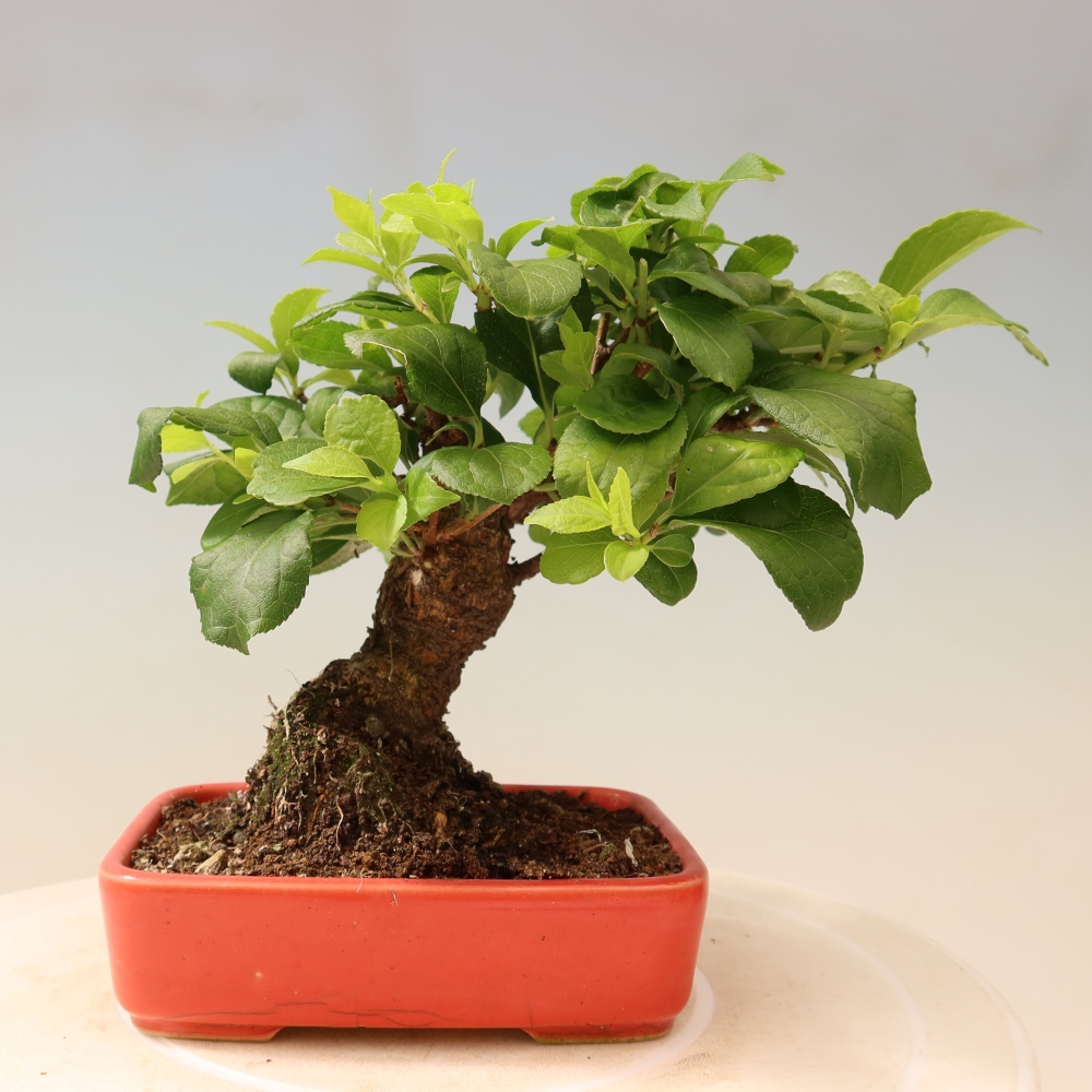 Bonsai voor buiten - Celastrus orbiculatus