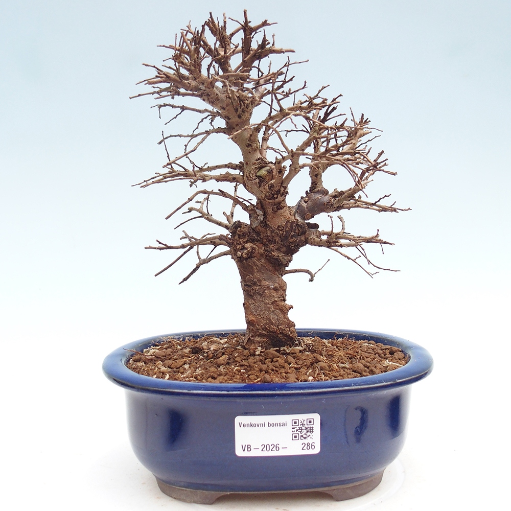 Bonsai voor buiten - Zelkova - Zelkova NIRE