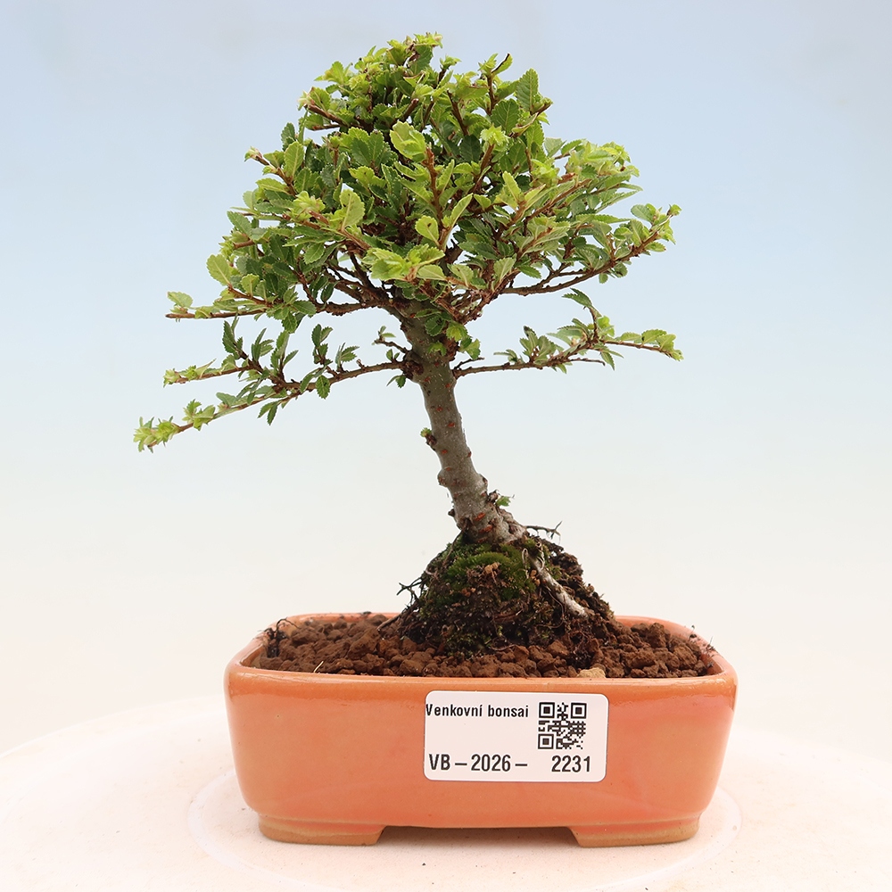 Bonsai voor buiten - Ulmus parvifolia Sagei - Kleinbladige iep